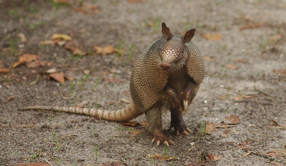 An armadillo standing on its hind legs